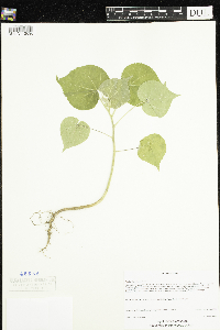 Abutilon theophrasti image