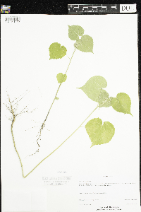 Abutilon theophrasti image