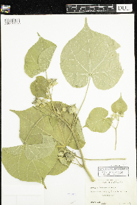 Abutilon theophrasti image