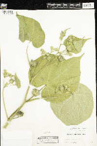 Abutilon theophrasti image