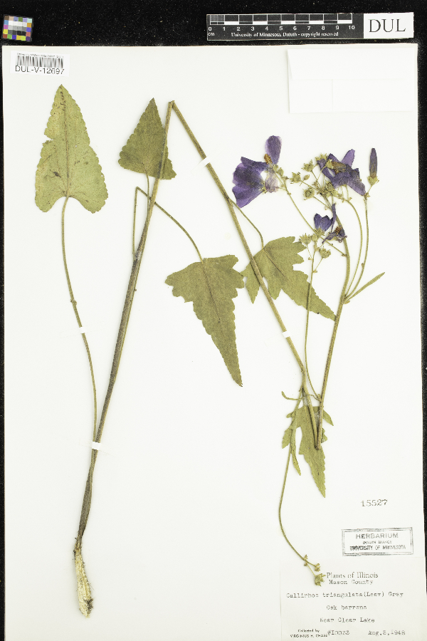 Callirhoe triangulata image