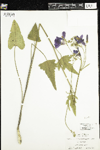 Image Associated With the Occurrence