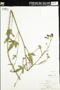 Callirhoe triangulata image