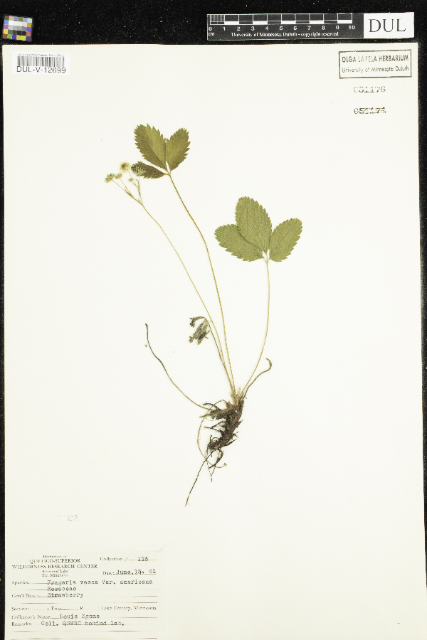 Fragaria image