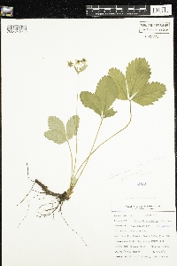 Rosa acicularis image