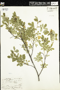 Rosa acicularis image