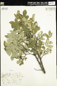 Rosa acicularis image
