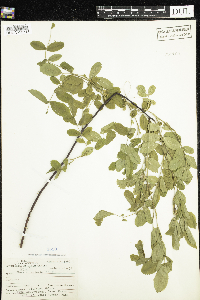 Rosa acicularis image