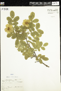 Rosa acicularis image