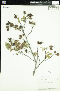 Rosa acicularis image