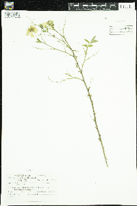 Rosa acicularis image