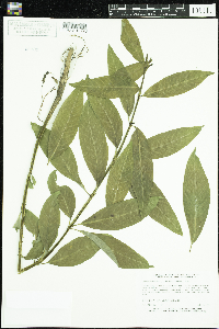 Media resource of Decodon verticillatus