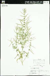 Ammannia coccinea image