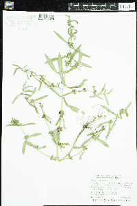 Ammannia coccinea image