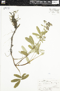 Comarum palustre image