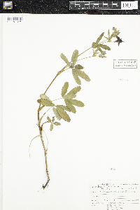 Comarum palustre image