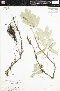 Comarum palustre image