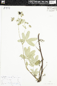 Comarum palustre image