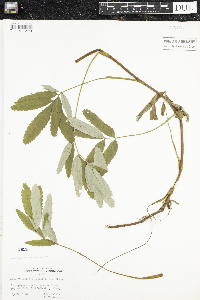 Comarum palustre image