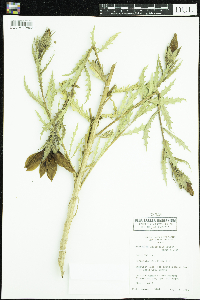 Mentzelia decapetala image