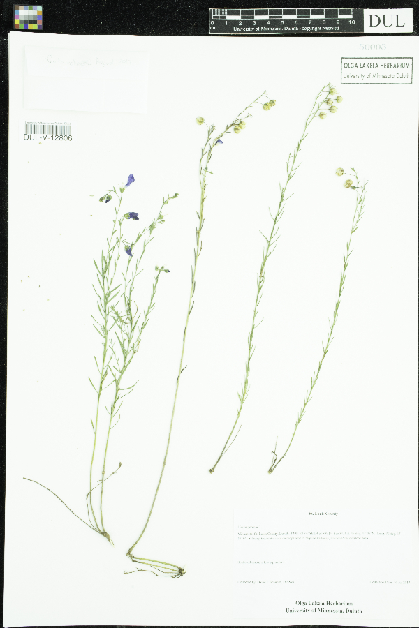 Linum perenne image