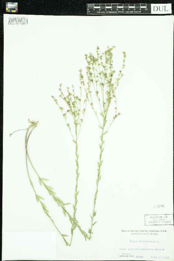 Linum virginianum image