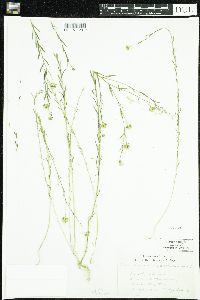 Linum usitatissimum image