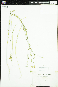 Linum usitatissimum image