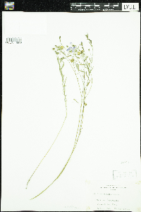 Linum usitatissimum image