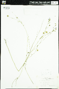Linum usitatissimum image