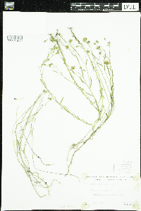 Linum usitatissimum image