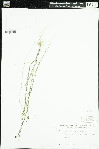 Linum usitatissimum image