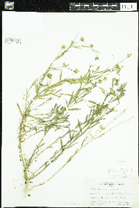 Linum usitatissimum image