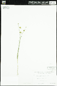 Linum usitatissimum image