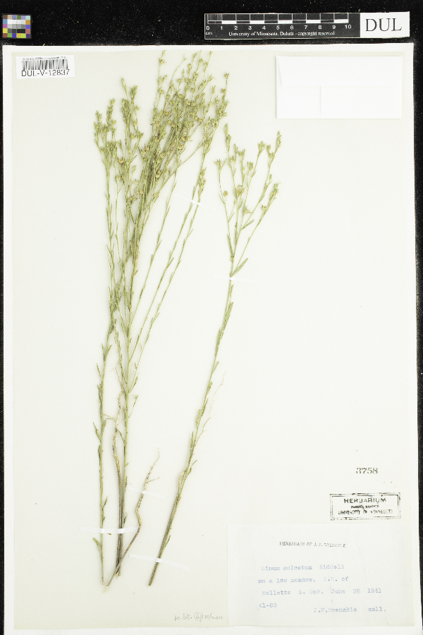 Linum sulcatum image