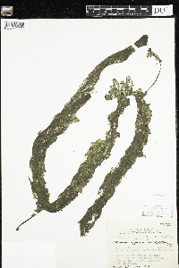 Utricularia macrorhiza image
