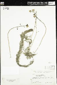 Utricularia macrorhiza image