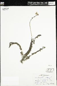 Utricularia macrorhiza image
