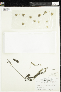 Utricularia macrorhiza image