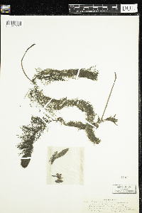 Utricularia macrorhiza image