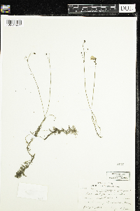 Utricularia macrorhiza image