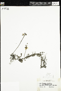 Utricularia macrorhiza image