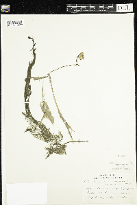 Utricularia macrorhiza image