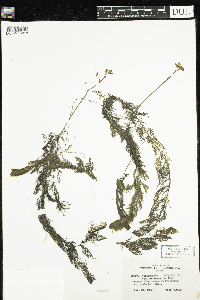 Utricularia macrorhiza image