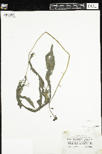 Utricularia macrorhiza image