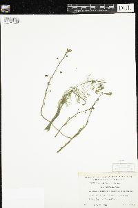 Utricularia macrorhiza image