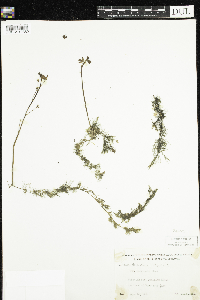 Utricularia macrorhiza image