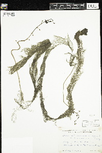 Utricularia macrorhiza image