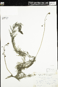 Utricularia macrorhiza image