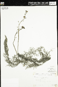 Utricularia macrorhiza image